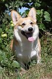 CORGI PEMBROKE 017
